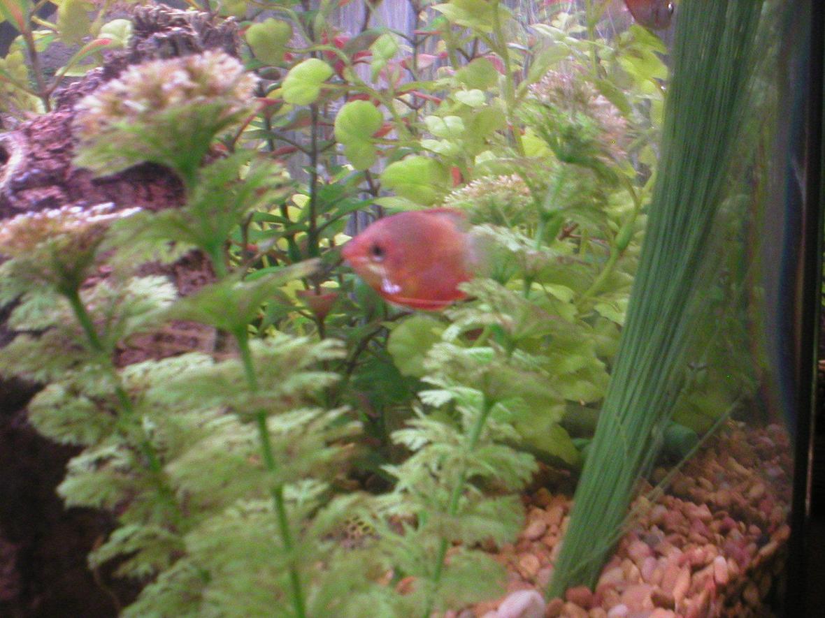 freshwater fish - colisa chuna - honey dwarf gourami stocking in 29 gallons tank - Honey Sunset Gourami