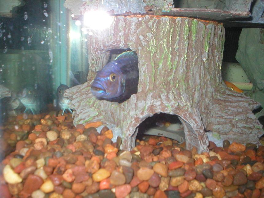 Rated #1758: Freshwater Fish Stocking In 29 Gallons Tank - Peek-a-Boo Cichlid