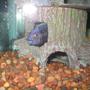 freshwater fish stocking in 29 gallons tank - Peek-a-Boo Cichlid
