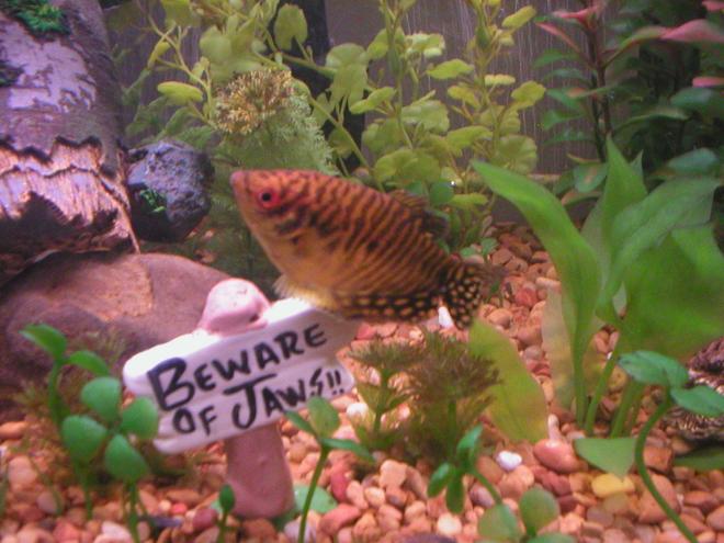 freshwater fish - trichogaster trichopterus - gold gourami stocking in 29 gallons tank - Gold Gourami