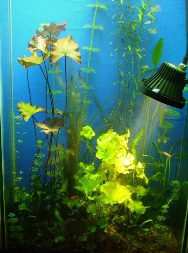 150 gallons planted tank (mostly live plants and fish) - The planted tank that doesn't exist anymore, but has a better variant.. couldn't maintain a 5 feet high tank, took up the challenge of growing high light plants with a 5 feet height, its possible but time consuming