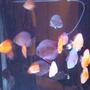 freshwater fish - symphysodon spp. - snakeskin discus stocking in 150 gallons tank - My Discus collection, they're much larger now and breeding like crazy...