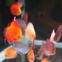 freshwater fish - red melon discus stocking in 150 gallons tank - Dinner Time!