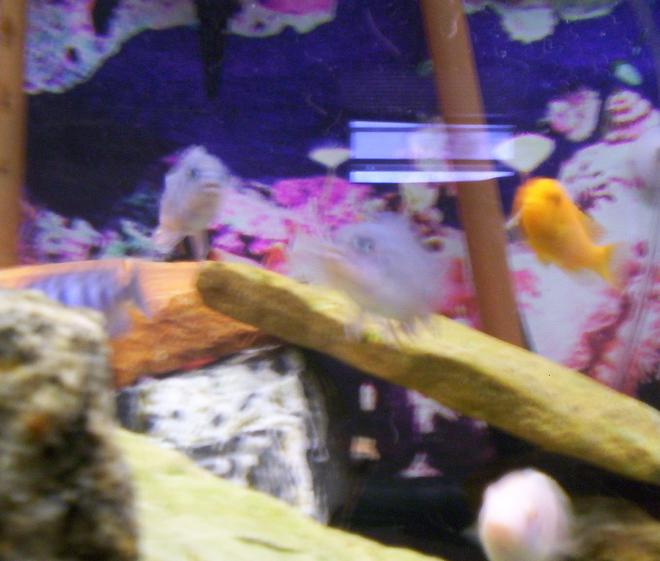 freshwater fish - pseudotropheus estherae - red zebra cichlid stocking in 75 gallons tank - Some pics of my fish