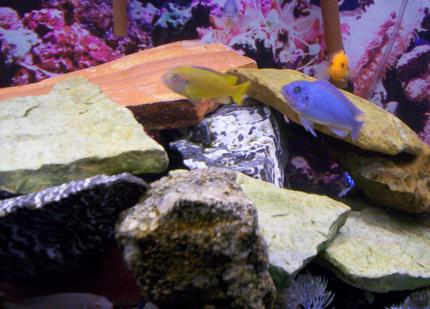 freshwater fish - labidochromis caeruleus - electric yellow cichlid stocking in 75 gallons tank - Some pics of my fish