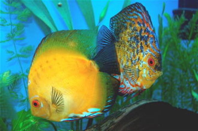 freshwater fish - morning glory discus stocking in 55 gallons tank - Morning Glory and Phoenix together. This is a proven breeding pair =)