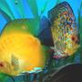 freshwater fish - morning glory discus stocking in 55 gallons tank - Morning Glory and Phoenix together. This is a proven breeding pair =)