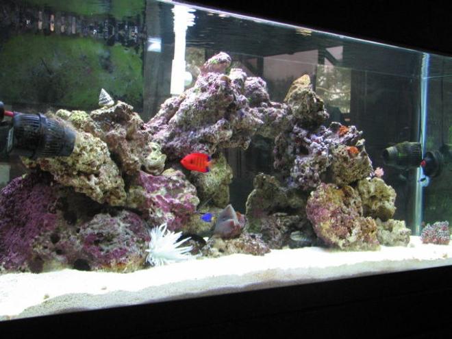 75 gallons reef tank (mostly live coral and fish) - Tank after two months