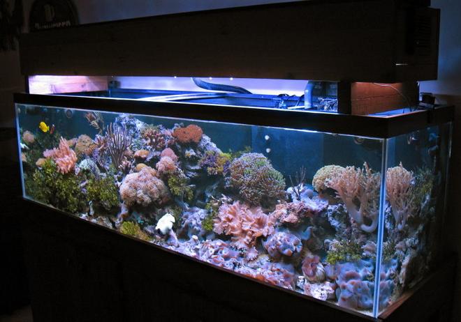 125 gallons reef tank (mostly live coral and fish) - 125 gallons reef
2-175watts MH Reeflux 10K + 2-160watts VHO
Remora AquaC Pro Skimmer
3-Koralia PH's
1/4hp chiller