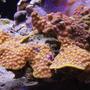 corals inverts - turbinaria sp. - cup coral stocking in 125 gallons tank - Scrool coral in 125 reef