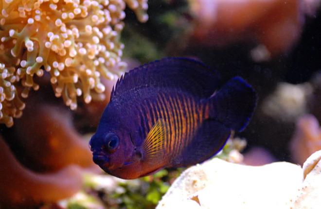 saltwater fish - centropyge bispinosa - coral beauty angelfish stocking in 125 gallons tank - Coral Beauty Angel in 125 reef