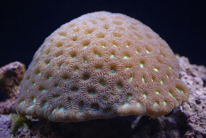 corals inverts - favites sp. - brain coral stocking in 125 gallons tank - Favia Brain Coral in 125 reef