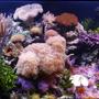 fish tank picture - Full tank shot 125 reef