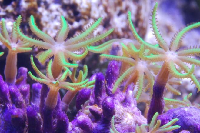 corals inverts - briareum sp. - starburst polyp stocking in 125 gallons tank - Green Star Polyps in 125 reef