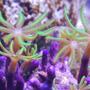 corals inverts - briareum sp. - starburst polyp stocking in 125 gallons tank - Green Star Polyps in 125 reef