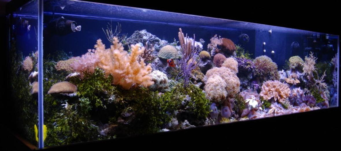 fish tank picture - Tank shot from left 125 reef