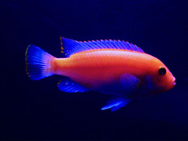 freshwater fish - pseudotropheus estherae - red zebra cichlid stocking in 55 gallons tank - The king of the tank, my Red Zebra.