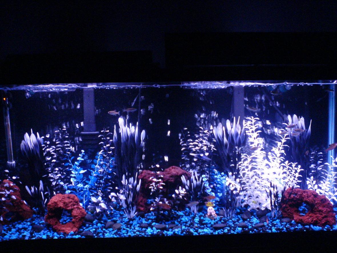 55 gallons freshwater fish tank (mostly fish and non-living decorations) - 55 Gallon Fish Tank/ Black Background/ Small Black and Blue Rocks / Large Black Rocks/ 4 Lava Rocks/ Plastic Plants - White, Blue, Black/ 1 Snail Decoration (NO FISHING)/ 60 Gallon Air Pump/ Black Air Hoses/ 3 Large Bubble Bars (back of tank)/ 90 Gallon Water Heater (left corner)/ 2 Digital Temp. Gages (left & right of tank)/ 2 Bio-Wheel Emperor 280 Filters/ (1 Bio-Wheel, filters 50 gallons of water)/ 2 Active Carbon Attachments/