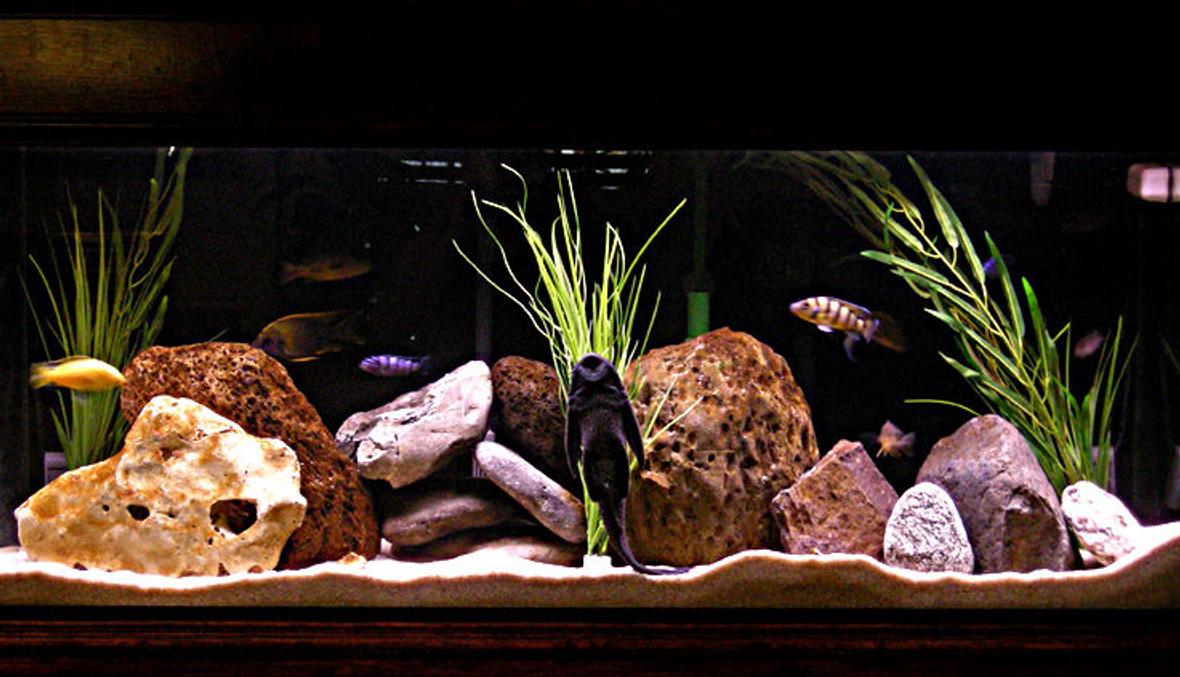 55 gallons freshwater fish tank (mostly fish and non-living decorations) - Mix male tank.