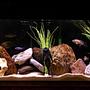 55 gallons freshwater fish tank (mostly fish and non-living decorations) - Mix male tank.