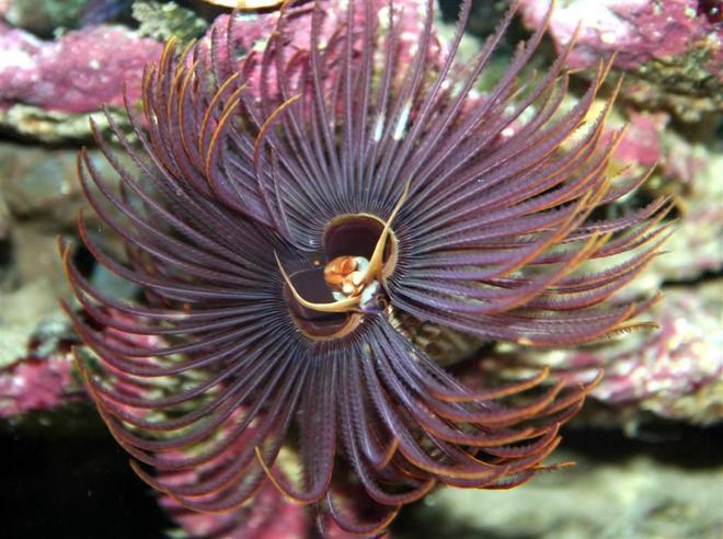 corals inverts - sabellastarte sp. - hawaiian feather duster stocking in 24 gallons tank - Hawaiian Feather Duster Worm