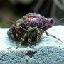 corals inverts - clibanarius sp. - dwarf yellow tip hermit crab stocking in 24 gallons tank - Hermit Crab with an obscenely purple shell