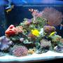 72 gallons reef tank (mostly live coral and fish) - New Stuff!!!