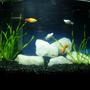 5 gallons freshwater fish tank (mostly fish and non-living decorations) - 5 gallon freshwater bowfront tank