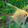 freshwater fish - pterophyllum sp. - gold veil angel stocking in 26 gallons tank - Gold Angel