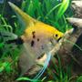freshwater fish - pterophyllum sp. - koi angel stocking in 26 gallons tank - Koi Angel?