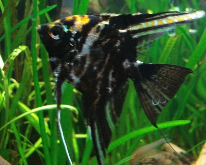 freshwater fish - pterophyllum sp. - marble veil angel stocking in 26 gallons tank - Black marble angel
