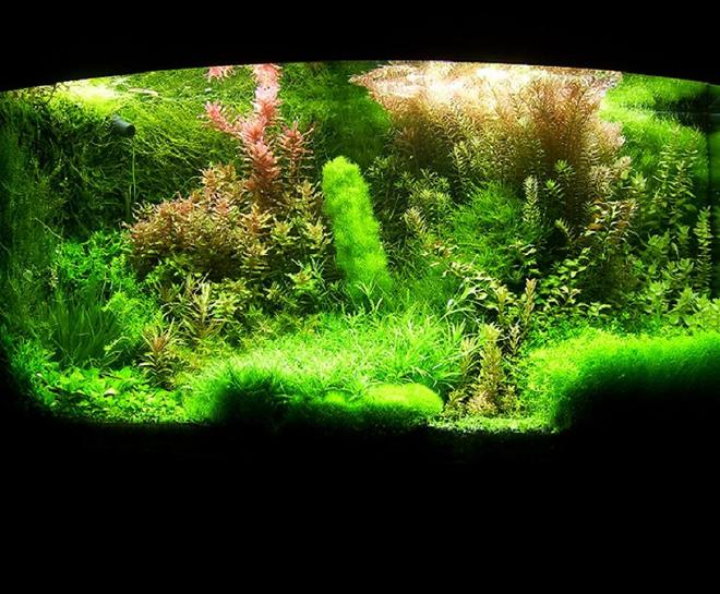 72 gallons planted tank (mostly live plants and fish) - Shrimp paradise:)