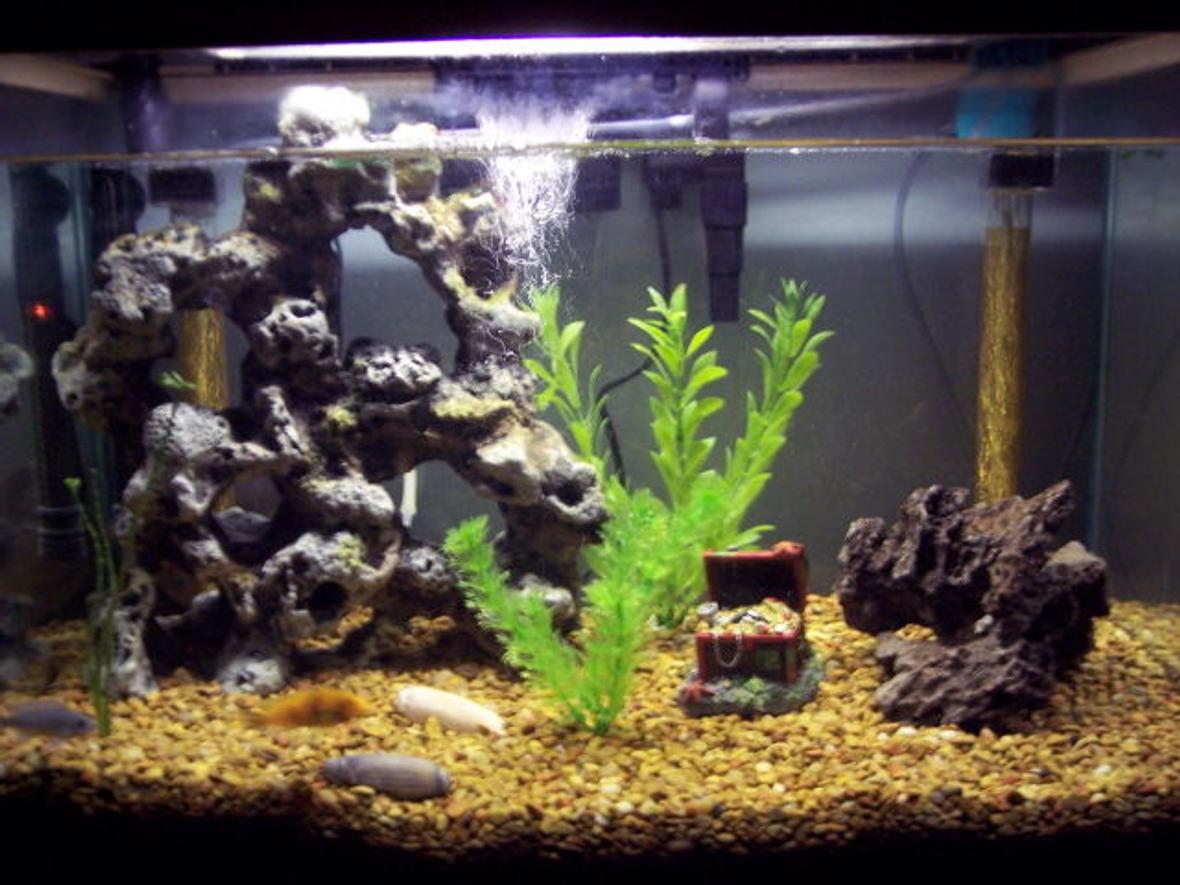 25 gallons freshwater fish tank (mostly fish and non-living decorations) -