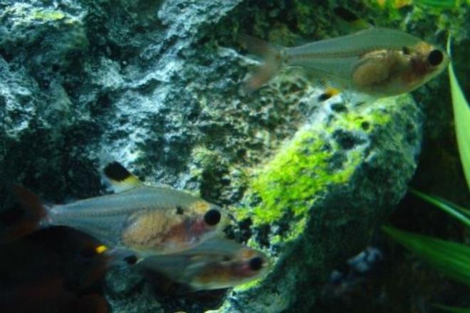 freshwater fish - pristella maxillaris - gold pristella tetra stocking in 55 gallons tank - Three pristella tetras (Pristella maxillaris) staying moderately still at the same time!