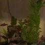 29 gallons freshwater fish tank (mostly fish and non-living decorations) - serpae tetras