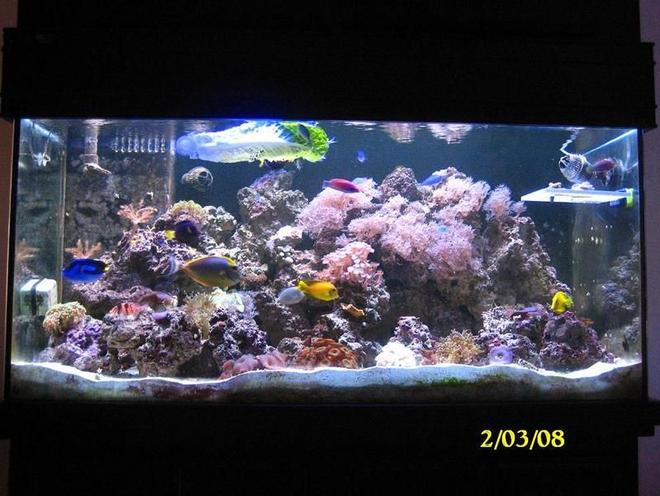 55 gallons reef tank (mostly live coral and fish) - feb 2008