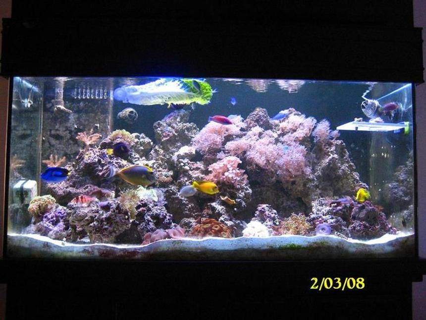 Rated #71: 55 Gallons Reef Tank - feb 2008