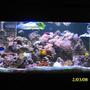 55 gallons reef tank (mostly live coral and fish) - feb 2008