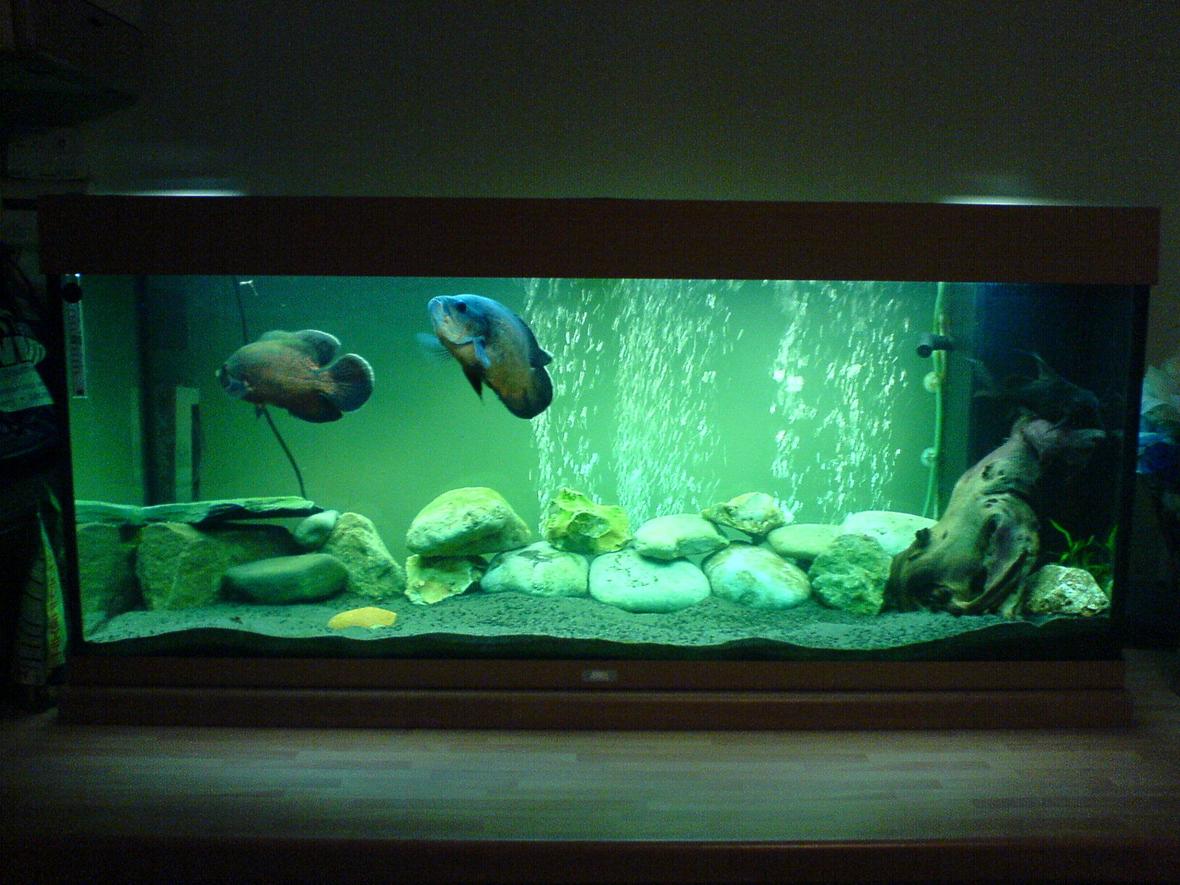 57 gallons freshwater fish tank (mostly fish and non-living decorations) - my new tank set-up with my slighty bigger fish, enjoy :D note... i will be getting a backdrop as soon as i babysit next :)