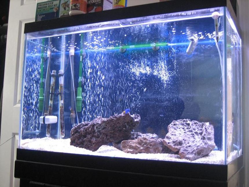 Rated #66: 65 Gallons Saltwater Fish Tank - Tank is cycled