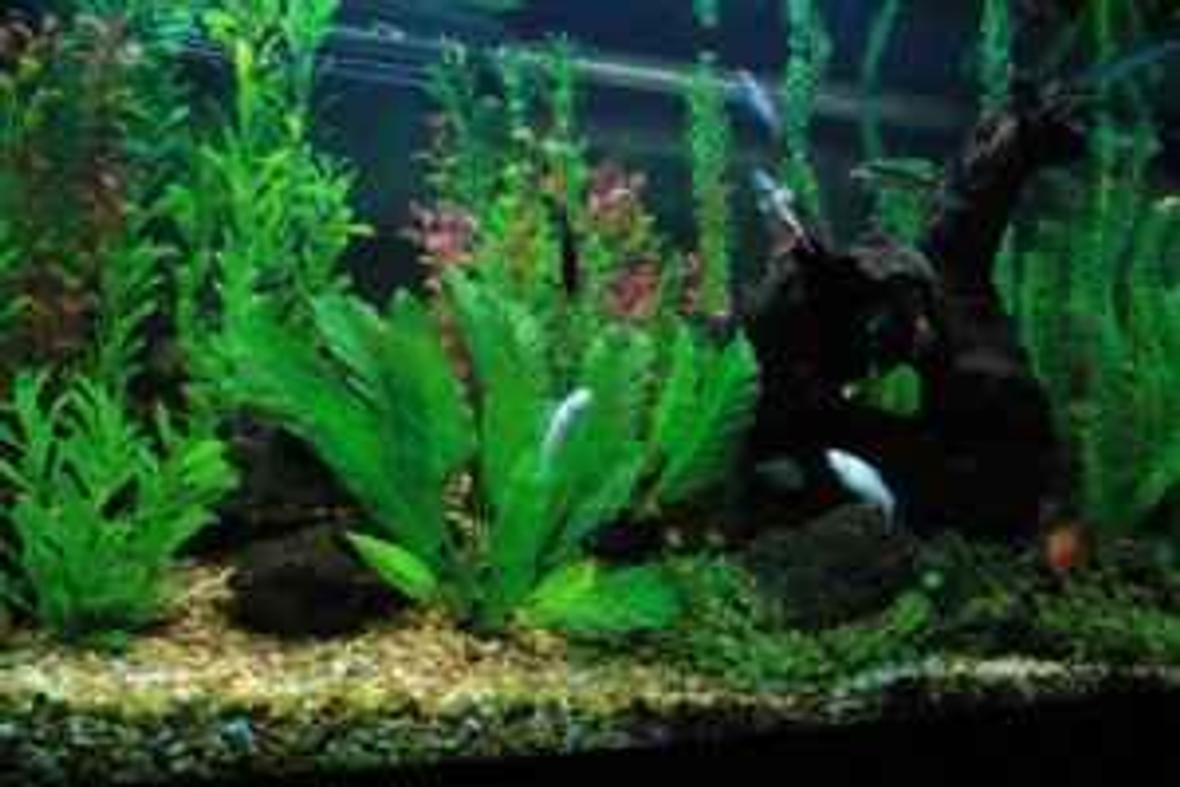 58 gallons freshwater fish tank (mostly fish and non-living decorations) - 58 Oceanic Freshwater Assorted fake plants Community tank designed on everybody has a job to do and a special look about them. Nothing too common