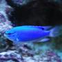 saltwater fish - chrysiptera cyanea - blue damselfish stocking in 280 gallons tank - Blue Devil Damsel