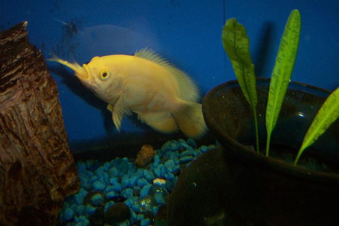 freshwater fish - astronotus ocellatus - albino oscar stocking in 55 gallons tank - White Oscar, rather hungry little guy.