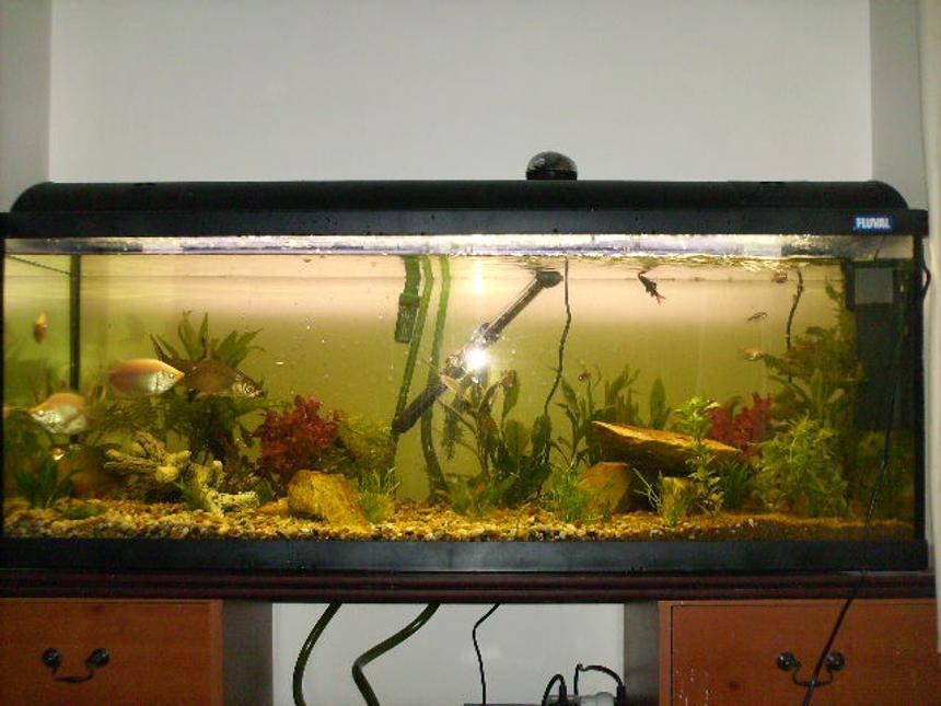 Rated #2008: 70 Gallons Planted Tank - fluval duo 1200 with live plants, eheim external filter, and internal filter aquaone and air stone