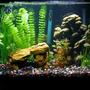 20 gallons freshwater fish tank (mostly fish and non-living decorations) - 20 gallon community aquarium