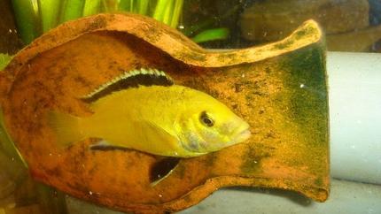freshwater fish - labidochromis caeruleus - electric yellow cichlid stocking in 70 gallons tank - cichlid malawi labido