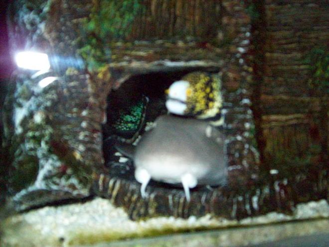 saltwater fish - echidna nebulosa - snowflake eel stocking in 90 gallons tank - shark+snowflake watching tv