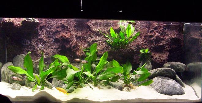 79 gallons freshwater fish tank (mostly fish and non-living decorations) - Tanganyika 300