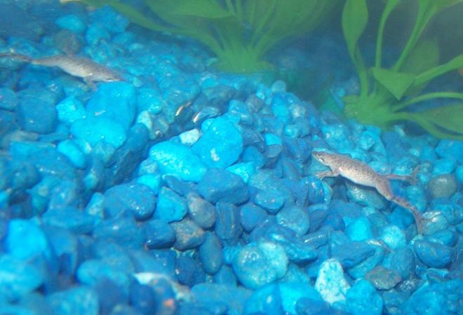 corals inverts - hymenochirus boettgeri - african dwarf frog stocking in 29 gallons tank - african dwarf frog