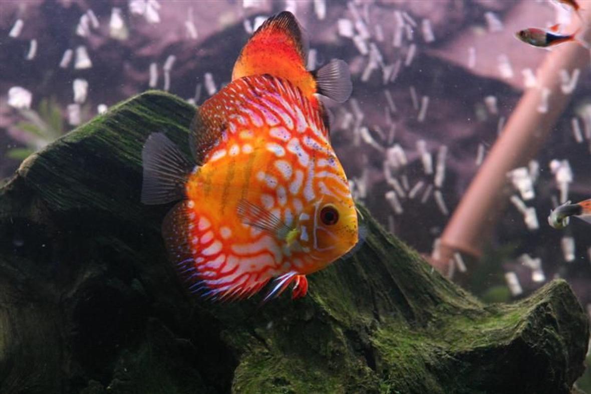freshwater fish - rainbow pigeon discus stocking in 72 gallons tank - Most beautiful discus ever.